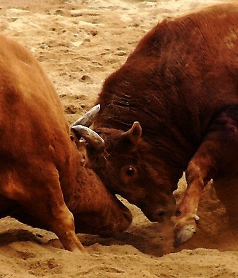 포토 JPG 동물 한국전통 모래 두마리 뿔 이벤트 경기 사람없음 축제 전통놀이 가축 소 황소 싸움 민속 소뿔 전통행사 소싸움 세시풍속 국내포토 전통 스포츠 2 포유류 모션 놀이 한국 파일형식