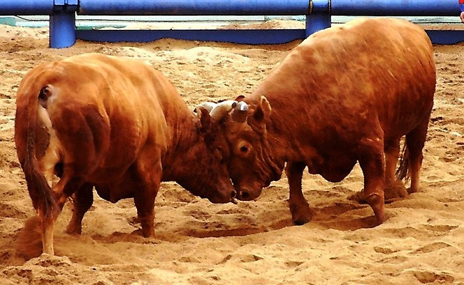 포토 JPG 동물 한국전통 모래 두마리 이벤트 경기 사람없음 울타리 축제 전통놀이 가축 소 황소 싸움 민속 전통행사 소싸움 세시풍속 국내포토 전통 스포츠 2 포유류 모션 놀이 한국 담장 파일형식