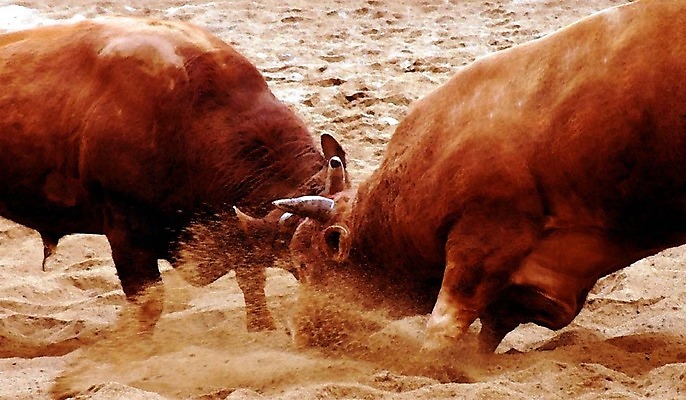 포토 JPG 동물 한국전통 모래 두마리 이벤트 경기 사람없음 축제 전통놀이 가축 소 황소 싸움 민속 전통행사 소싸움 세시풍속 국내포토 전통 스포츠 2 포유류 모션 놀이 한국 파일형식