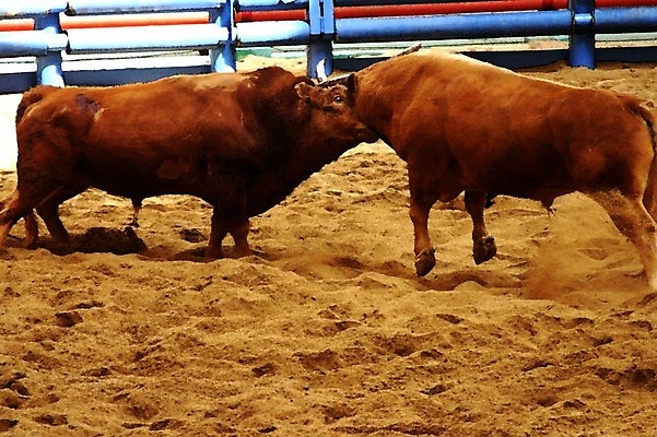 포토 JPG 동물 한국전통 모래 두마리 이벤트 경기 사람없음 울타리 축제 전통놀이 가축 소 황소 싸움 민속 전통행사 소싸움 세시풍속 국내포토 전통 스포츠 2 포유류 모션 놀이 한국 담장 파일형식