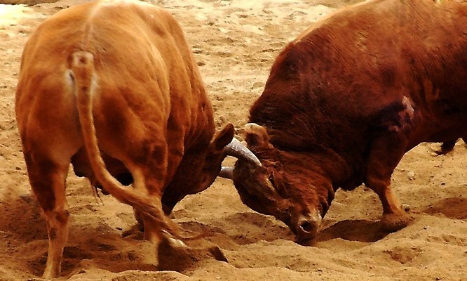 포토 JPG 동물 한국전통 모래 두마리 이벤트 경기 사람없음 축제 전통놀이 가축 소 황소 싸움 민속 전통행사 소싸움 세시풍속 국내포토 전통 스포츠 2 포유류 모션 놀이 한국 파일형식