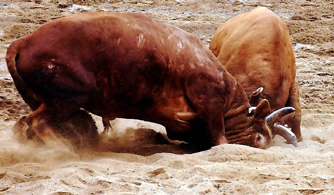 포토 JPG 동물 한국전통 모래 두마리 이벤트 경기 사람없음 축제 전통놀이 가축 소 황소 싸움 민속 전통행사 소싸움 세시풍속 국내포토 전통 스포츠 2 포유류 모션 놀이 한국 파일형식