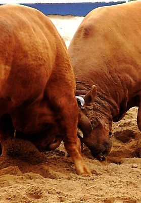 포토 JPG 동물 한국전통 모래 두마리 이벤트 경기 사람없음 축제 전통놀이 가축 소 황소 싸움 민속 전통행사 소싸움 세시풍속 국내포토 전통 스포츠 2 포유류 모션 놀이 한국 파일형식