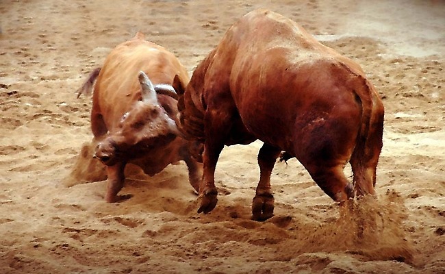 포토 JPG 동물 한국전통 모래 두마리 이벤트 경기 사람없음 축제 전통놀이 가축 소 황소 싸움 민속 전통행사 소싸움 세시풍속 국내포토 전통 스포츠 2 포유류 모션 놀이 한국 파일형식