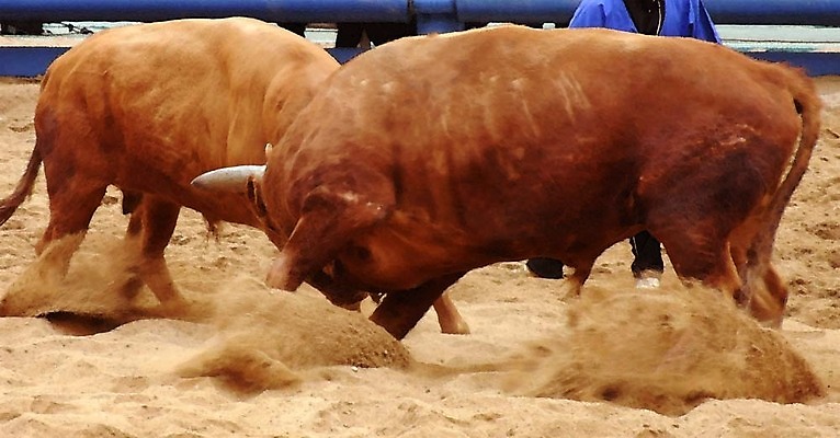포토 JPG 동물 한국전통 모래 두마리 이벤트 경기 사람없음 축제 전통놀이 가축 소 황소 싸움 민속 전통행사 소싸움 세시풍속 국내포토 전통 스포츠 2 포유류 모션 놀이 한국 파일형식