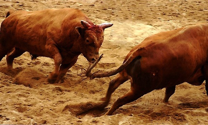 포토 JPG 동물 한국전통 모래 두마리 이벤트 경기 사람없음 축제 전통놀이 가축 소 황소 싸움 민속 전통행사 소싸움 세시풍속 국내포토 전통 스포츠 2 포유류 모션 놀이 한국 파일형식