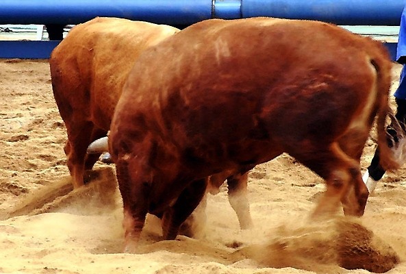 포토 JPG 동물 한국전통 모래 두마리 이벤트 경기 사람없음 축제 전통놀이 가축 소 황소 싸움 민속 전통행사 소싸움 세시풍속 국내포토 전통 스포츠 2 포유류 모션 놀이 한국 파일형식