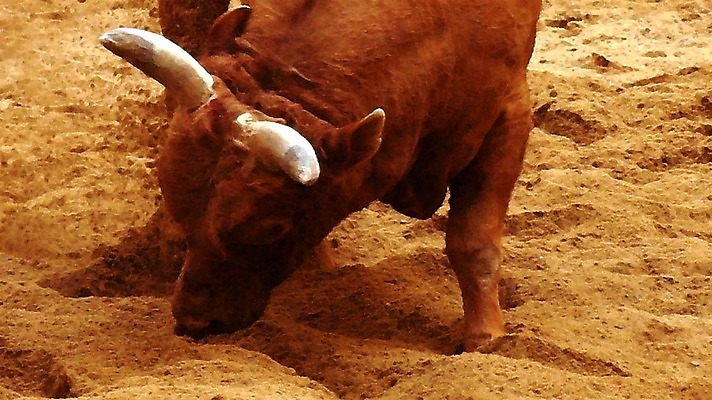 포토 JPG 동물 한마리 한국전통 모래 뿔 이벤트 경기 사람없음 축제 전통놀이 가축 소 황소 싸움 민속 소뿔 전통행사 소싸움 세시풍속 국내포토 1 전통 스포츠 포유류 모션 놀이 한국 파일형식