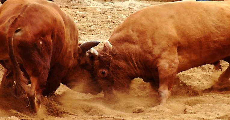 포토 JPG 동물 한국전통 모래 두마리 이벤트 경기 사람없음 축제 전통놀이 가축 소 황소 싸움 민속 전통행사 소싸움 세시풍속 국내포토 전통 스포츠 2 포유류 모션 놀이 한국 파일형식