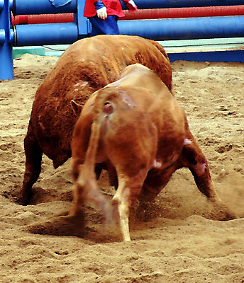 포토 JPG 동물 한국전통 모래 두마리 이벤트 경기 사람없음 울타리 축제 전통놀이 가축 소 황소 싸움 민속 전통행사 소싸움 세시풍속 국내포토 전통 스포츠 2 포유류 모션 놀이 한국 담장 파일형식