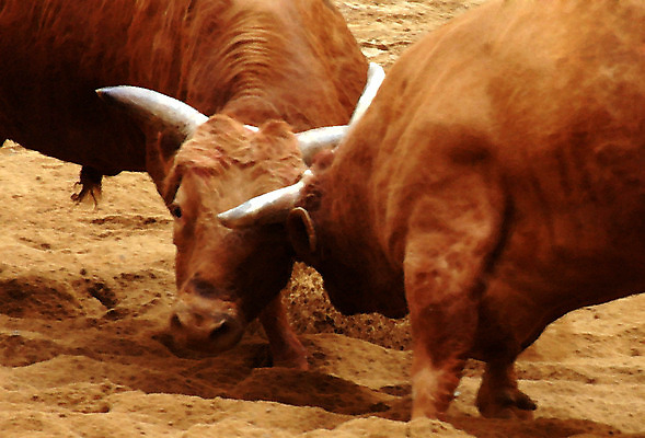 포토 JPG 동물 한국전통 모래 두마리 뿔 이벤트 경기 사람없음 축제 전통놀이 가축 소 황소 싸움 민속 소뿔 전통행사 소싸움 세시풍속 국내포토 전통 스포츠 2 포유류 모션 놀이 한국 파일형식