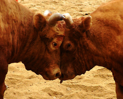 포토 JPG 동물 한국전통 모래 두마리 뿔 이벤트 경기 사람없음 축제 전통놀이 가축 소 황소 싸움 민속 소뿔 전통행사 소싸움 세시풍속 국내포토 전통 스포츠 2 포유류 모션 놀이 한국 파일형식