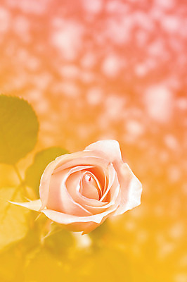 포토 JPG 식물 꽃 컬러 백그라운드 한송이 꽃백그라운드 실내 사람없음 아웃포커스 하이앵글 장미 국내포토 1 뷰포인트 촬영기법 내부 송이 파일형식