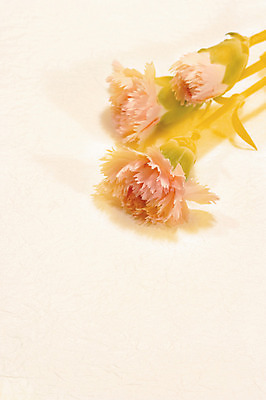 포토 JPG 식물 꽃 컬러 백그라운드 꽃백그라운드 실내 그림자 사람없음 아웃포커스 카네이션 세송이 국내포토 촬영기법 3 내부 파일형식