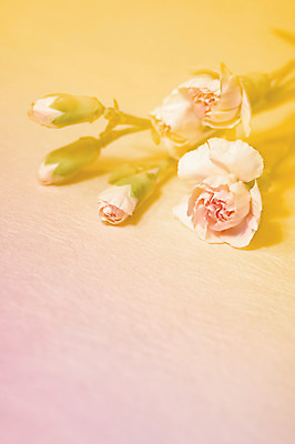 포토 JPG 식물 꽃 컬러 여러송이 백그라운드 꽃백그라운드 실내 그림자 사람없음 아웃포커스 카네이션 꽃봉오리 국내포토 다수 촬영기법 내부 파일형식