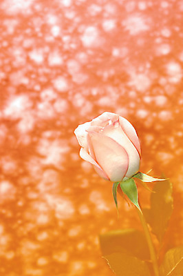 포토 JPG 식물 꽃 컬러 백그라운드 한송이 꽃백그라운드 실내 사람없음 아웃포커스 장미 국내포토 1 촬영기법 내부 송이 파일형식