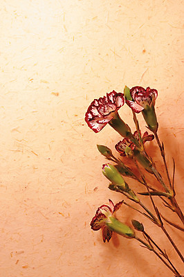 포토 JPG 식물 꽃 종이 컬러 여러송이 백그라운드 꽃백그라운드 실내 사람없음 카네이션 한지 꽃봉오리 국내포토 다수 내부 파일형식