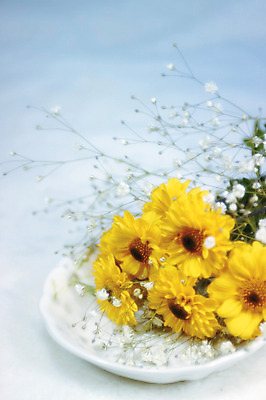 포토 JPG 식물 그릇 접시 꽃 컬러 여러송이 백그라운드 실내 사람없음 아웃포커스 노란색 데이지 안개꽃 국내포토 식기 다수 촬영기법 내부 한해살이풀 파일형식