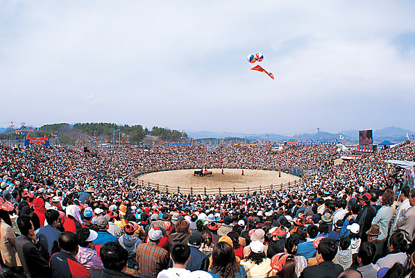 포토 JPG 동물 한국문화 한국전통 전통 아시아 전통문화 한국 사람 풍경 이벤트 경기 여러명 축제 전통놀이 소 군중 경상북도 경상도 청도 구경 싸움 민속 관람 전통행사 소싸움 민속제 전통축제 청도소싸움축제 국내포토 동양문화 나라 문화 스포츠 다수 포유류 모션 놀이 파일형식