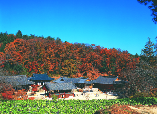 포토 JPG 주간 한국문화 한국전통 전통 건축물 계절 아시아 종교 전통문화 단풍 고건축 불교 종교건축 자연 종교시설 산 한국 풍경 사람없음 야외 건물 가을풍경 동양건축 문화재 가을 사찰 사원 역사 신라 숲 경상북도 경상도 산속 김천 불령산 청암사 국내포토 자연요소 동양문화 건축 나라 문화 잎 비즈니스 한국사 시설 생태계 파일형식 동양 가을_계절