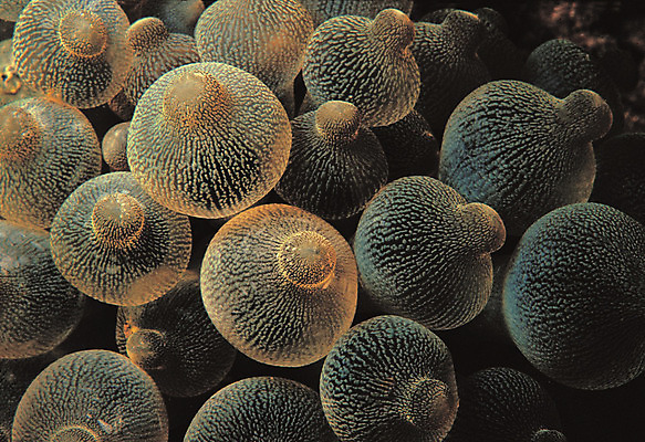 포토 JPG 동물 바다 백그라운드 자연 근접촬영 사람없음 바닷속 해저 수중 바다동물 수중동물 자포동물 생태계 촉수 말미잘 수중사진 국내포토 뷰포인트 파일형식