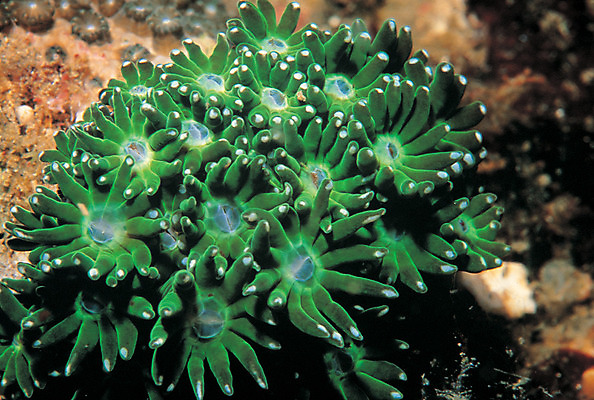 포토 JPG 동물 바다 컬러 자연 근접촬영 사람없음 초록색 바닷속 해저 수중 바다동물 수중동물 자포동물 생태계 촉수 말미잘 수중사진 국내포토 뷰포인트 파일형식