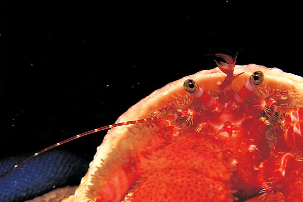 포토 JPG 동물 한마리 바다 자연 갑각류 근접촬영 사람없음 바닷속 해저 수중 바다동물 수중동물 꽃게 게 눈동자 생태계 안구 수중사진 국내포토 1 뷰포인트 신체부위 눈_신체부위 파일형식