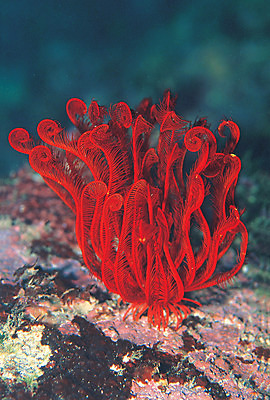 포토 JPG 동물 바다 컬러 자연 극피동물 근접촬영 사람없음 빨간색 바닷속 해저 수중 바다동물 수중동물 생태계 갯나리 바다나리 수중사진 국내포토 뷰포인트 파일형식