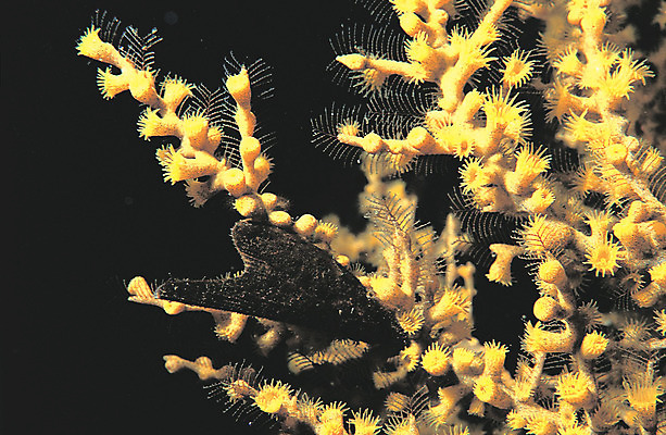 포토 JPG 동물 바다 컬러 자연 조개 어패류 근접촬영 사람없음 노란색 바닷속 해저 수중 바다동물 수중동물 산호 자포동물 산호초 생태계 촉수 공생 공생관계 수중사진 국내포토 뷰포인트 관계 수중식물 파일형식