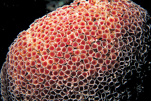 포토 JPG 동물 바다 백그라운드 자연 극피동물 근접촬영 사람없음 바닷속 해저 수중 바다동물 수중동물 생태계 가시성게 성게 수중사진 국내포토 뷰포인트 파일형식