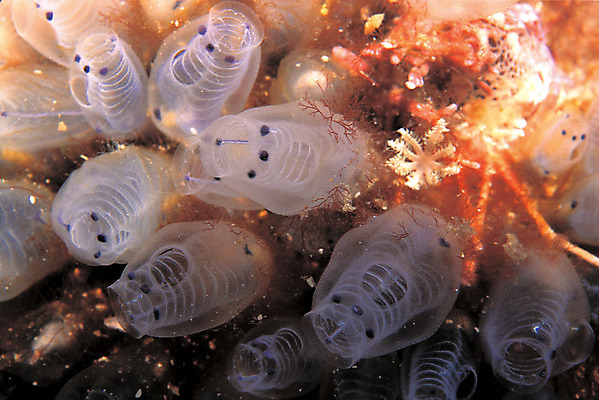 포토 JPG 동물 바다 백그라운드 자연 근접촬영 사람없음 바닷속 해저 수중 바다동물 수중동물 생태계 멍게 수중사진 국내포토 뷰포인트 파일형식