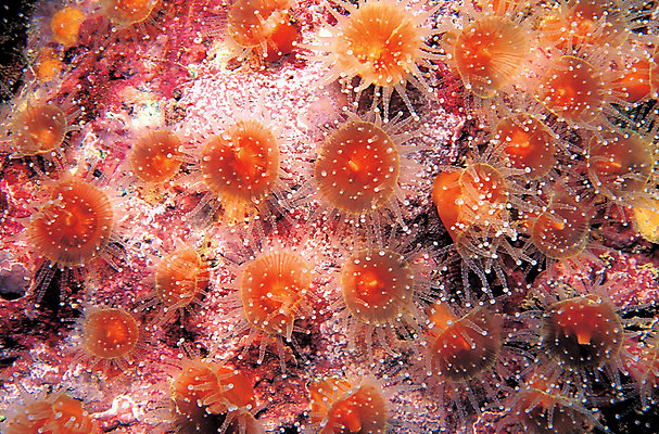 포토 JPG 동물 바다 컬러 백그라운드 자연 근접촬영 사람없음 주황색 바닷속 해저 수중 바다동물 수중동물 자포동물 생태계 촉수 말미잘 빨판 스타베리말미잘 수중사진 국내포토 뷰포인트 파일형식