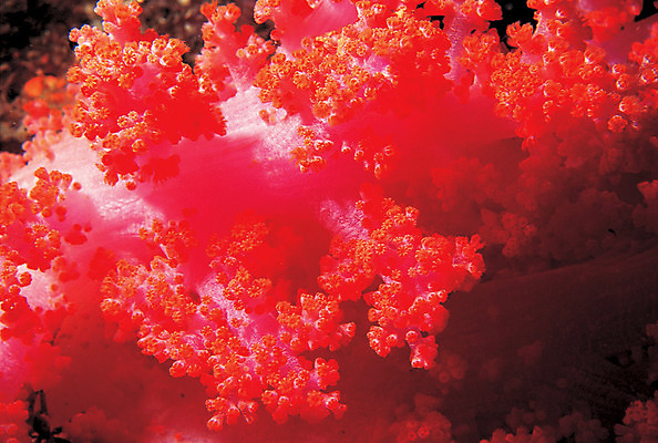 포토 JPG 동물 바다 컬러 백그라운드 자연 근접촬영 사람없음 빨간색 바닷속 해저 수중 바다동물 수중동물 산호 자포동물 산호초 생태계 연산호 수중사진 국내포토 뷰포인트 수중식물 파일형식