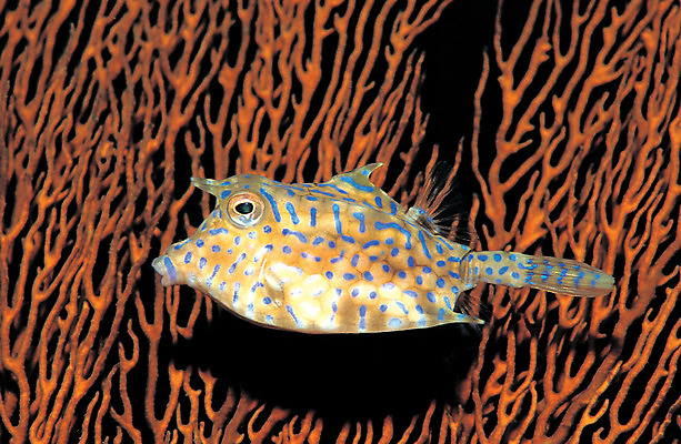 포토 JPG 동물 한마리 바다 자연 어류 근접촬영 사람없음 바닷속 해저 수중 바다동물 수중동물 복어 산호 산호초 생태계 수중사진 국내포토 1 뷰포인트 수중식물 자포동물 파일형식