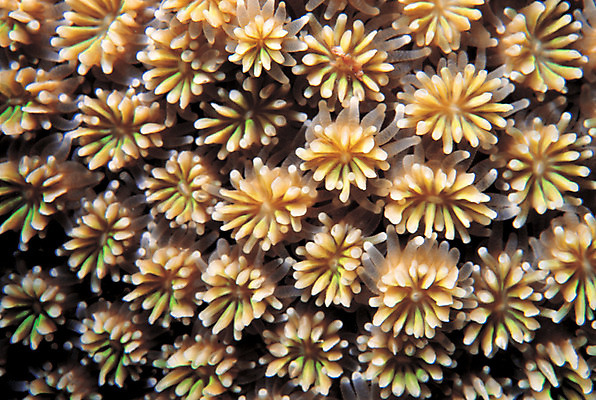 포토 JPG 동물 바다 백그라운드 자연 근접촬영 사람없음 바닷속 해저 수중 바다동물 수중동물 산호 자포동물 산호초 생태계 촉수 뇌산호 빨판 수중사진 국내포토 뷰포인트 수중식물 파일형식