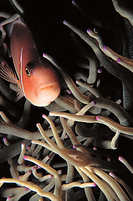 포토 JPG 동물 한마리 바다 자연 어류 근접촬영 사람없음 바닷속 해저 수중 바다동물 수중동물 자포동물 생태계 촉수 공생 공생관계 말미잘 흰동가리 수중사진 국내포토 1 뷰포인트 관계 파일형식