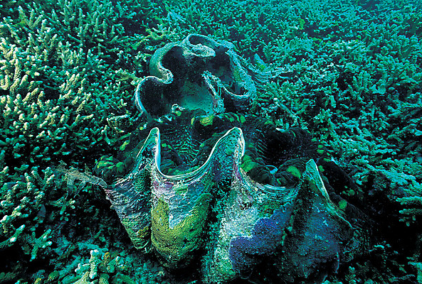 포토 JPG 주간 동물 바다 자연 조개 어패류 풍경 사람없음 야외 바닷속 해저 수중 바다동물 수중동물 산호 산호초 생태계 자이언트조개 수중사진 국내포토 자연요소 수중식물 자포동물 파일형식