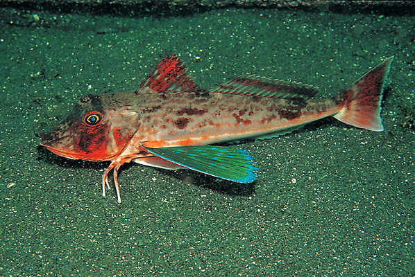 포토 JPG 동물 한마리 모래 바다 자연 바닥 어류 근접촬영 사람없음 바닷속 해저 수중 바다동물 수중동물 생태계 수중사진 국내포토 1 뷰포인트 파일형식