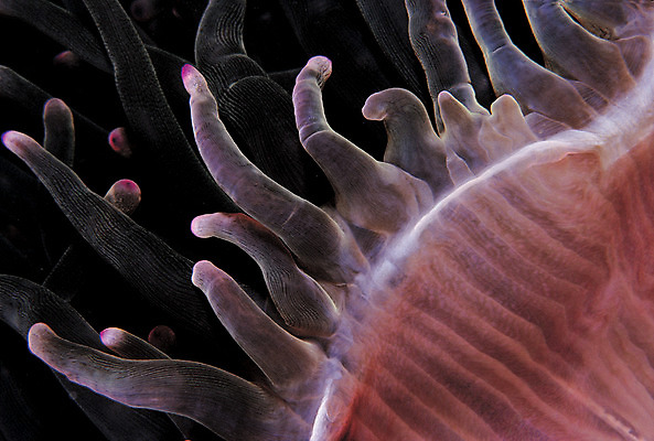 포토 JPG 동물 바다 자연 근접촬영 사람없음 보라색 바닷속 해저 수중 바다동물 수중동물 자포동물 생태계 촉수 말미잘 빨판 수중사진 국내포토 뷰포인트 컬러 파일형식