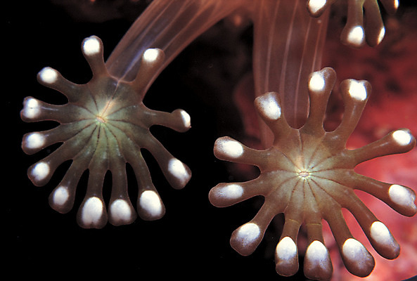 포토 JPG 동물 바다 자연 근접촬영 사람없음 바닷속 해저 수중 바다동물 수중동물 자포동물 생태계 촉수 말미잘 빨판 수중사진 국내포토 뷰포인트 파일형식