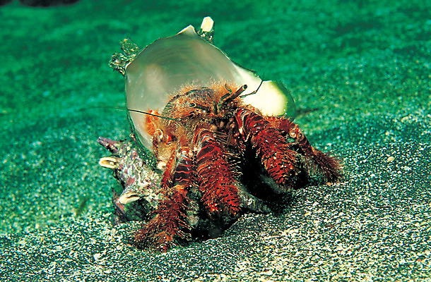 포토 JPG 주간 동물 한마리 모래 바다 자연 바닥 갑각류 근접촬영 사람없음 야외 바닷속 해저 수중 바다동물 수중동물 게 소라 생태계 소라게 수중사진 국내포토 자연요소 1 뷰포인트 어패류 파일형식