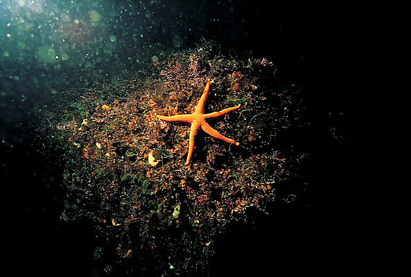 포토 JPG 동물 한마리 바다 자연 불가사리 극피동물 생물 사람없음 야외 빛 바닷속 해저 수중 바다동물 수중동물 어둠 생태계 수중사진 국내포토 1 파일형식