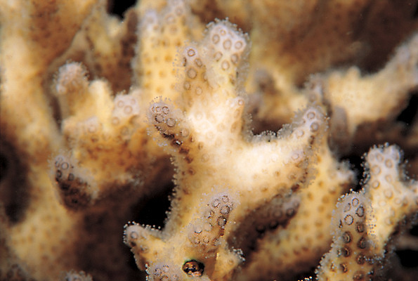 포토 JPG 동물 바다 백그라운드 자연 생물 근접촬영 사람없음 바닷속 해저 수중 바다동물 수중동물 산호 자포동물 산호초 생태계 사슴뿔산호 수중사진 국내포토 뷰포인트 수중식물 파일형식