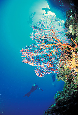 포토 JPG 주간 바다 자연 풍경 여러명 야외 골짜기 바닷속 해저 수중 수영 바다동물 수중동물 절벽 돌_바위 바위 산호 산호초 잠수부 잠수 생태계 스쿠버다이빙 스쿠버다이버 해협 수중절벽 수중사진 국내포토 자연요소 동물 다수 사람 수상스포츠 수중식물 자포동물 전문직 파일형식