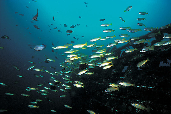 포토 JPG 주간 동물 바다 다수 여러마리 자연 어류 풍경 사람없음 야외 바닷속 해저 수중 바다동물 수중동물 손상 빈티지 한척 생태계 난파선 선박 수중사진 국내포토 자연요소 1 컨셉 수상교통 배_교통 파일형식