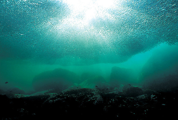 포토 JPG 주간 동물 바다 컬러 다수 여러마리 자연 어류 풍경 사람없음 야외 빛 햇빛 바닷속 해저 수중 바다동물 수중동물 돌_바위 바위 생태계 청록색 멸치 멸치떼 수중사진 국내포토 자연요소 태양 파일형식