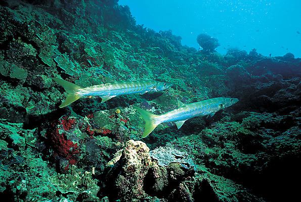 포토 JPG 주간 동물 바다 두마리 자연 어류 풍경 사람없음 야외 바닷속 해저 수중 바다동물 수중동물 돌_바위 바위 생태계 바라쿠다 수중사진 국내포토 자연요소 2 파일형식