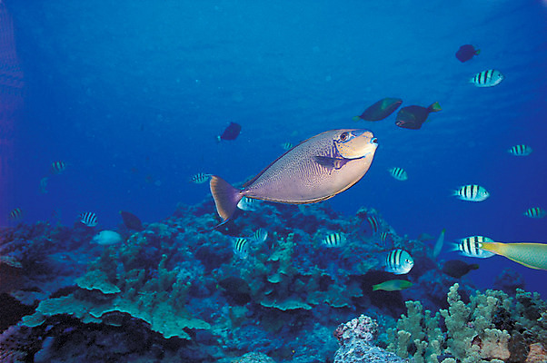 포토 JPG 주간 동물 바다 컬러 여러마리 자연 어류 풍경 사람없음 야외 파란색 바닷속 해저 수중 바다동물 수중동물 열대어 생태계 나폴레옹피쉬 수중사진 국내포토 자연요소 다수 파일형식