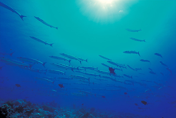 포토 JPG 주간 동물 바다 로우앵글 컬러 다수 여러마리 자연 어류 풍경 사람없음 야외 파란색 바닷속 해저 수중 바다동물 수중동물 생태계 바라쿠다 수중사진 국내포토 자연요소 뷰포인트 파일형식