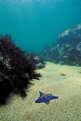 포토 JPG 주간 식물 동물 한마리 모래 바다 자연 불가사리 극피동물 바닥 풍경 사람없음 야외 바닷속 해저 수중 바다동물 수중동물 돌_바위 바위 해조류 생태계 수중사진 국내포토 자연요소 1 해양식물 파일형식